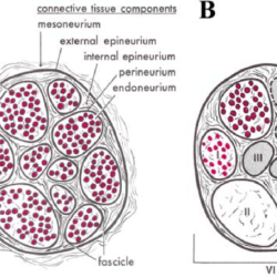 Nerve peripheral