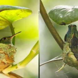 Hummingbird rufous apart notch diego