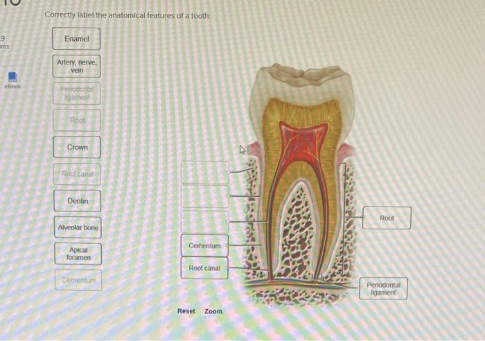 Correctly label the anatomical features of a tooth