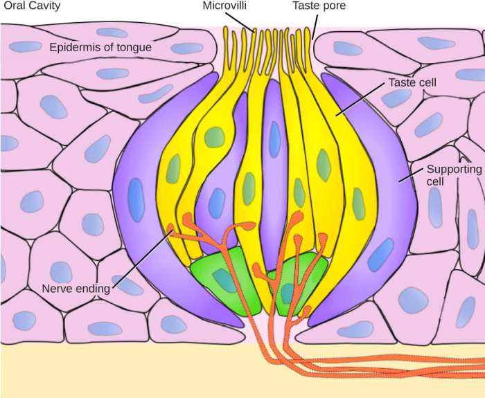 Olfactory sensory physiology anatomy system olfaction nasal bulb perception cavity taste structures nose figure cup person peripheral