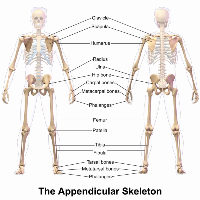 Skeleton axial appendicular system skeletal diagram quizlet skeletons yellow green human 2010 weebly science