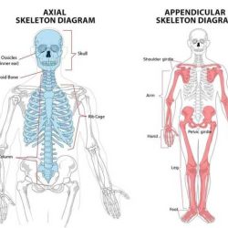 Axial skeleton and appendicular skeleton quiz