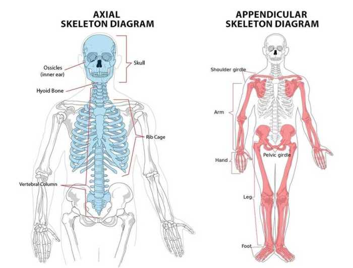 Axial skeleton and appendicular skeleton quiz