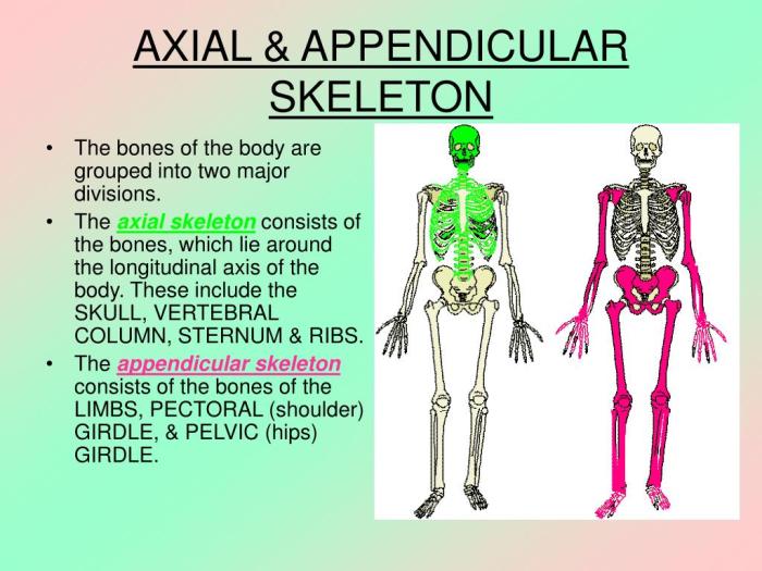 Axial appendicular skeleton skeletal bones rounding decimals mammals