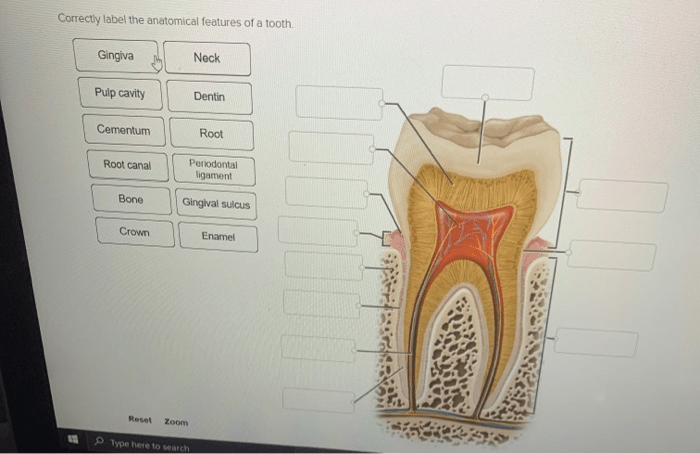 Correctly label the anatomical features of a tooth