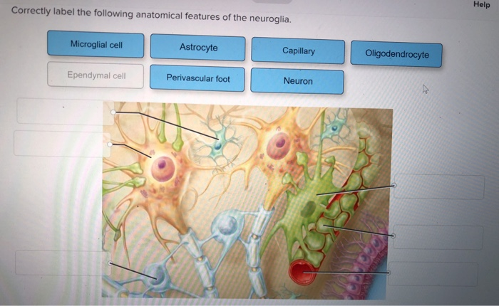 Correctly label the anatomical features of a tooth