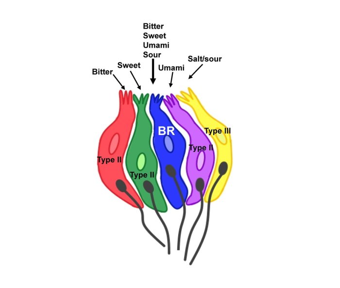 Olfactory cells and taste buds are normally stimulated by