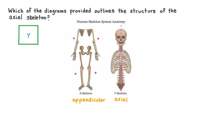 Axial skeleton and appendicular skeleton quiz